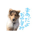 シェルティのまあちゃん（個別スタンプ：4）