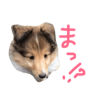 シェルティのまあちゃん（個別スタンプ：5）