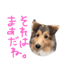 シェルティのまあちゃん（個別スタンプ：6）