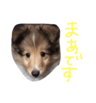 シェルティのまあちゃん（個別スタンプ：8）
