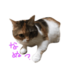 ももこにゃー（個別スタンプ：1）