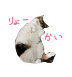 ももこにゃー（個別スタンプ：4）