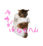 ももこにゃー（個別スタンプ：5）