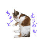 ももこにゃー（個別スタンプ：7）