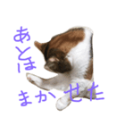 ももこにゃー（個別スタンプ：8）