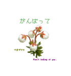 花を添えて 4（個別スタンプ：7）