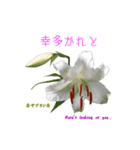 花を添えて 4（個別スタンプ：14）