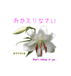 花を添えて 4（個別スタンプ：15）