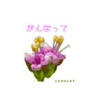 花を添えて 4（個別スタンプ：20）