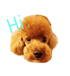 love Cooper（個別スタンプ：1）
