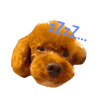 love Cooper（個別スタンプ：2）