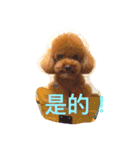 love Cooper（個別スタンプ：4）