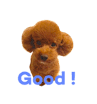 love Cooper（個別スタンプ：9）