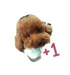love Cooper（個別スタンプ：15）