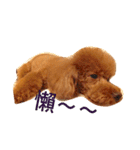 love Cooper（個別スタンプ：16）
