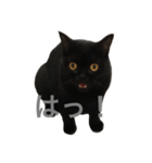 ヨルクロネコ（個別スタンプ：1）