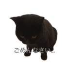 ヨルクロネコ（個別スタンプ：3）