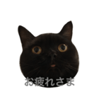 ヨルクロネコ（個別スタンプ：6）