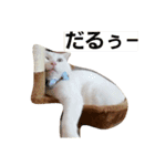 Leolove（個別スタンプ：1）