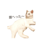 Leolove（個別スタンプ：13）