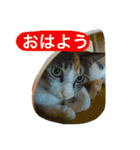 まるたまスタンプ（個別スタンプ：1）