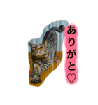 まるたまスタンプ（個別スタンプ：3）