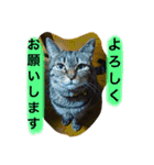 まるたまスタンプ（個別スタンプ：5）