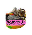 まるたまスタンプ（個別スタンプ：6）
