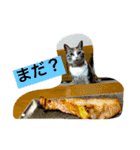 まるたまスタンプ（個別スタンプ：8）