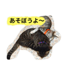 まるたまスタンプ（個別スタンプ：10）
