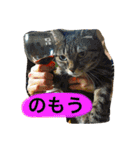 まるたまスタンプ（個別スタンプ：11）