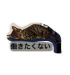 まるたまスタンプ（個別スタンプ：12）