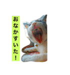 まるたまスタンプ（個別スタンプ：15）
