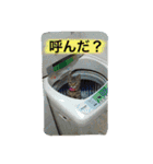 まるたまスタンプ（個別スタンプ：19）
