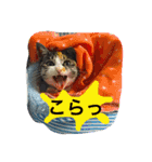 まるたまスタンプ（個別スタンプ：21）