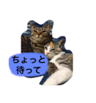 まるたまスタンプ（個別スタンプ：22）