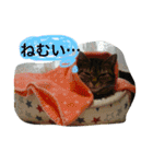 まるたまスタンプ（個別スタンプ：23）