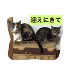 まるたまスタンプ（個別スタンプ：24）