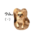 PETS！ ver.2（個別スタンプ：1）