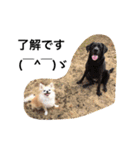 PETS！ ver.2（個別スタンプ：4）