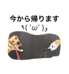 PETS！ ver.2（個別スタンプ：8）