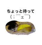 PETS！ ver.2（個別スタンプ：9）