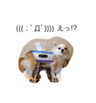 PETS！ ver.2（個別スタンプ：11）