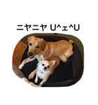 PETS！ ver.2（個別スタンプ：14）