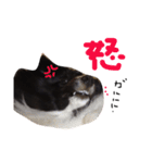 白黒シェルティかぐちゃんです（個別スタンプ：24）