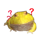 frog fat（個別スタンプ：1）
