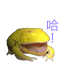 frog fat（個別スタンプ：2）