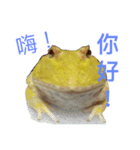 frog fat（個別スタンプ：6）