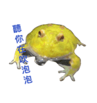 frog fat（個別スタンプ：8）