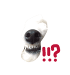 ボロニーズ犬のベルニーニ4（個別スタンプ：1）